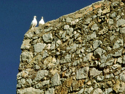 城壁の鳩