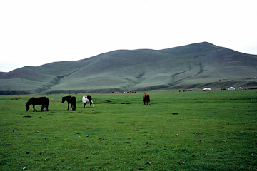 山とゲルと牛