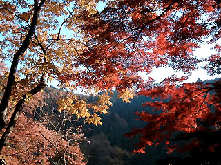 春日山原始林の紅葉