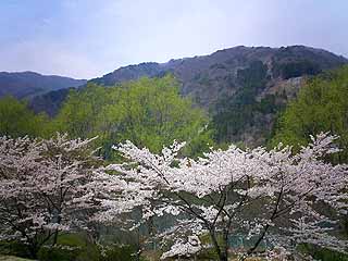 車窓から眺める山と桜