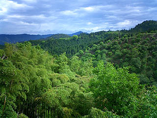 緑の吉野山