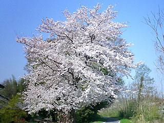 川島こども動物自然公園サイクリングロードの桜