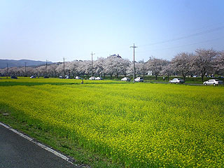武蔵嵐山の菜の花畑と土手の桜