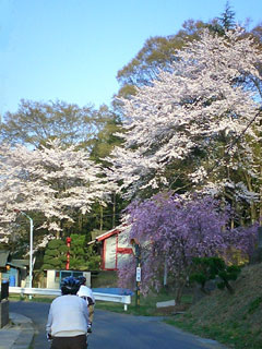 高坂へ向かう途中の桜