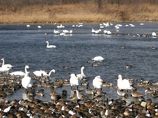 白鳥とたくさんの鴨