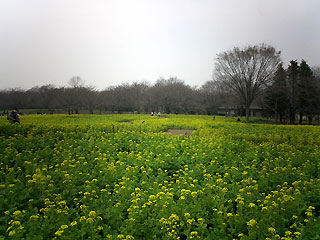 昭和記念公園の菜の花