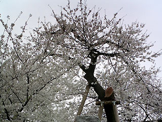 石戸の蒲桜