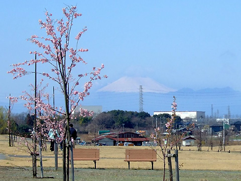 河津桜と浅間山