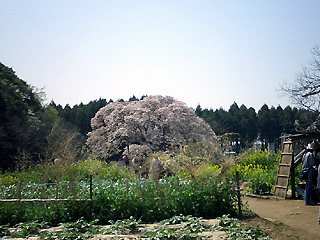 畑の中に大桜