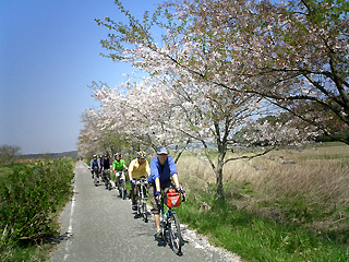印旛沼の自転車道と桜並木