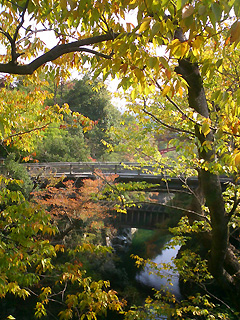 猿橋と桂川の紅葉