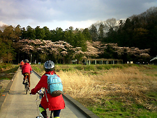 鞍掛橋の桜