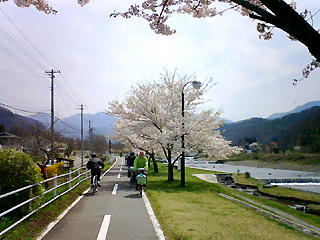 立谷川と桜
