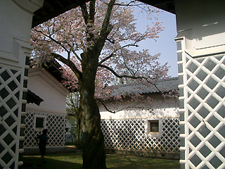 渡辺家の蔵と桜