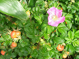 ハマナスの花と実