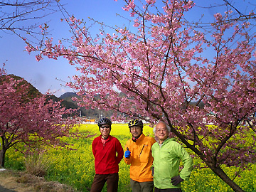 日野の菜の花畑と河津桜