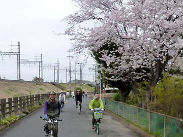 栗橋駅付近の桜