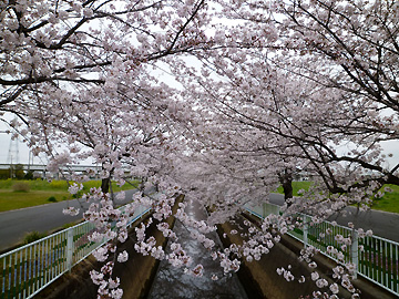 広島落川沿いの桜並木