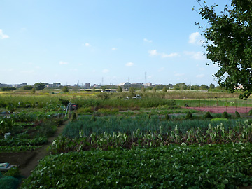 緑のヘルシーロード沿いの畑