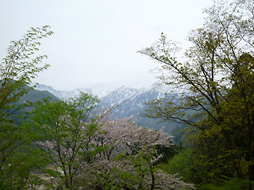新緑と桜と立山連峰