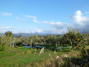 富岡のりんご畑