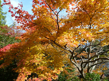 海蔵寺付近の紅葉