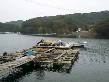 下津浦の牡蠣養殖筏