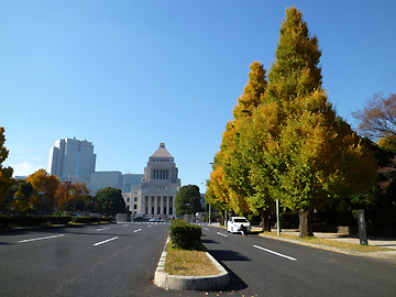 国会議事堂前のイチョウ並木