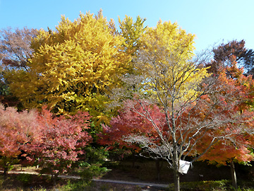 清水谷公園の紅葉