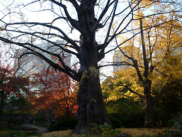松本楼前のイチョウの巨木と紅葉