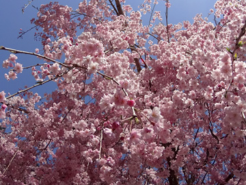 境内の桜