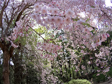 大中寺のしだれ桜