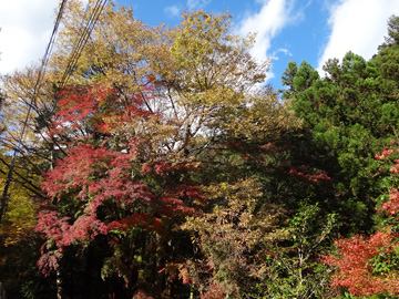 神戸川の紅葉