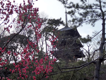 紅梅と旧燈明寺三重塔
