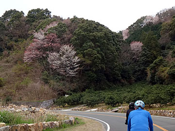 山桜の咲く丘