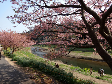 青野川と桜