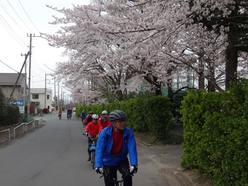 吉見中学校の桜