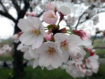 都幾川の桜