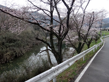 槻川沿いの桜