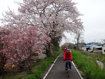 比企自転車道の桜