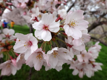 梅ノ木堤の桜