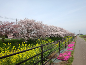 柴桜、菜の花、染井吉野