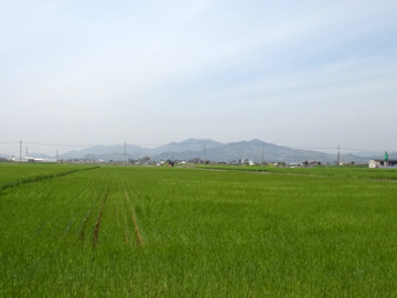 麦畑と栃木の山々