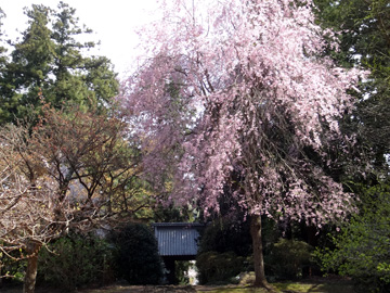 大中寺のしだれ桜