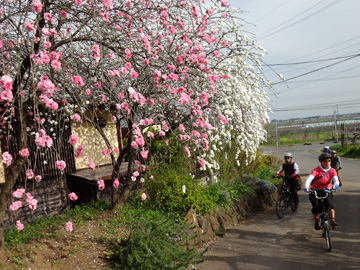 歴史民俗資料館横の桃の花