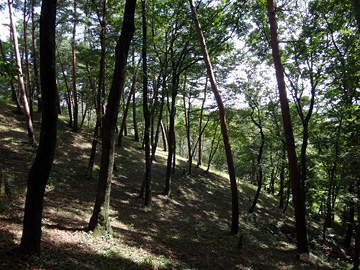 霞丘陵自然公園の雑木林