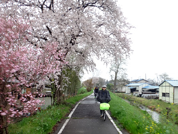 比企自転車道と桜