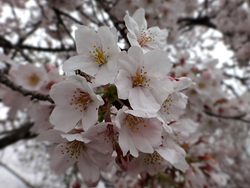 梅ノ木桜堤の桜