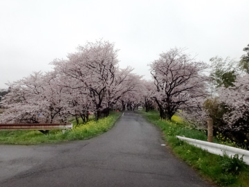 吉見の桜堤入口