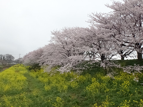 吉見の桜堤の桜と菜の花